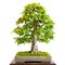 Old hornbeam Carpinus betulus as bonsai tree