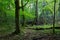 Old hornbeam moss wrapped in spring forest