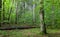 Old Hornbeam Tree in mixed stand of Bialowieza Forest