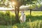 Old horned bearded white goat looks at the camera