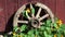 Old horse carriage wheel near house and wind in nasturtium flowers