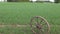 Old horse carriage wheel roll on spring crop farm field