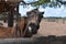 Old Horse Making Silly Faces in a  Dirt Paddock