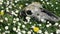 Old horse skull cranium on meadow with blossoming daisies, zoom out