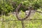 Old horseshoe on barbed wire fence