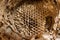 Old house in the attic found a huge nest of wasps or hornets, a multi-storey complex structure of honeycombs. A very dangerous