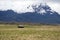 Old house below a glacier capped volcano in the Antisana Ecological Reserve, Ecaudor