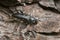 Old house borer, hylotrupes bajulus on pine bark