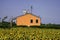 Old house in the country of Polesine with sunflowers