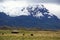 Old house and horses below a glacier capped volcano in the Antisana Ecological Reserve, Ecaudor