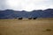 Old house and horses below a glacier capped volcano in the Antisana Ecological Reserve, Ecaudor