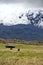 Old house and horses below a glacier capped volcano in the Antisana Ecological Reserve, Ecaudor