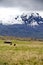 Old house and horses below a glacier capped volcano in the Antisana Ecological Reserve, Ecaudor