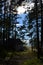 An old house in the Northern pine forest