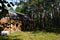 An old house in the Northern pine forest