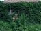 Old house overgrown by tendril grape
