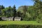 Old House and shed at foot of Benbulben Mountain, County Sligo, Ireland