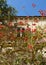 Old house with shuttered window behind poinsettia tree in Sliema, Malta