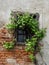 Old House Window With Covered With Grapes