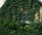 old house window green plants village summer wood wall