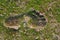 Old human foot printed with green grass in the gorund