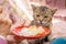 An old hungry cat near a dish with food. Cat wants to eat