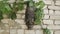 Old Inca or other empire mask hangs on brick concrete white wall. Scary face of ancient monster mask.