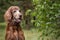 Old iris setter dog animal