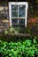 Old Irish House and window with green clover