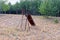 Old iron brown rusty construction on an abandoned playground in the dry grass near pine trees