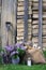 Old iron, firewood, apple flowers, lilacs, an old glass medicine bowl, in natural light.