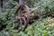 Old iron flywheel on mount Elphinstone