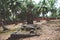 old iron forged crosses in the cemetery. old wooden crosses in the cemetery