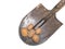 Old iron shovel and potatoes on a white background