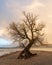 Old isolated willow on the shore of lake Constance
