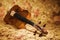 Old italian violin