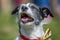 Old Jack Russell Terrier smiling in the sun face portrait.