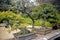 Old Japanese bonsai, Tokyo, Japan