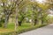 Old Japanese Sato-zakura cherry tree grove being propped up