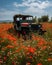 An old jeep now embraced by a sea of poppies Abandoned landscape. AI generation