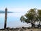 Old jetty posts in shallow muddy harbour