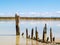 Old jetty posts in shallow muddy harbour