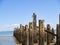 Old jetty posts in shallow muddy harbour