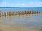 Old jetty posts in shallow muddy harbour