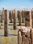 Old jetty posts in shallow muddy harbour