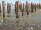 Old jetty posts in shallow muddy harbour