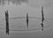 Old jetty posts, water ripples. River Wey, Surrey.