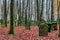 Old Jewish Graveyard in German Bavaria