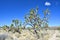 Old joshua trees, endemic species at Mojave National Preserve