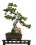 Old Juniper (Juniperus rigida) as bonsai tree